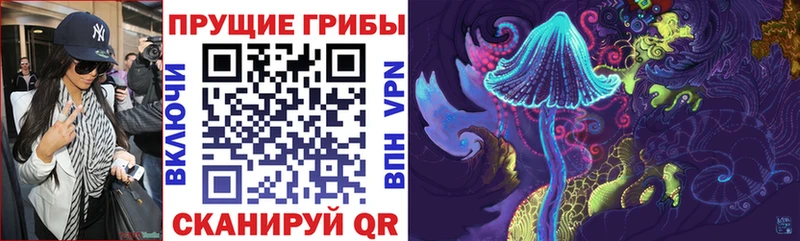 Купить  Рошаль  Псилоцибиновые грибы Psilocybe 